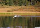 Family of swans