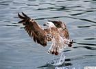 Backed gull taking off