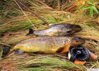 Two trouts, breakfast and lunch