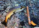 Beautiful trout with fly fishing rod