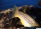 Tail fin of a trout