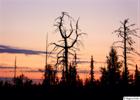 Nightfall in Swedish Lapland no. 2