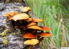 Family of mushrooms