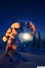 Winter moon framed by a spruce