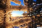 Golden frost