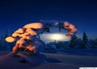 Winter moon framed by a spruce